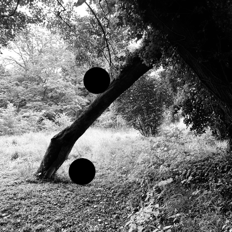 Tree — photographie de Mario Alonso