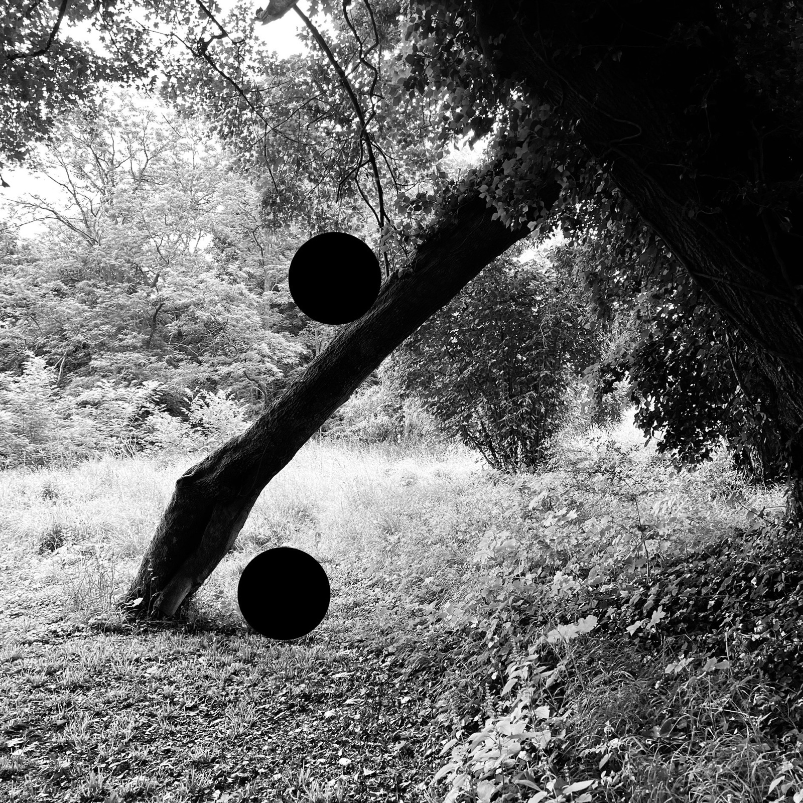 Tree — photographie de Mario Alonso