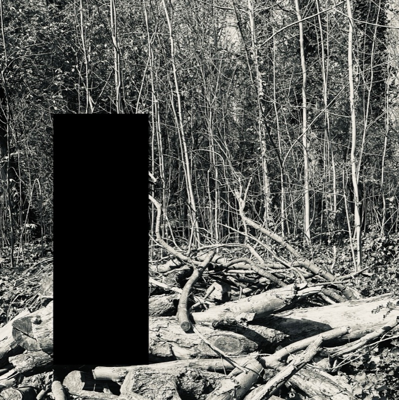 Tree — photographie de Mario Alonso